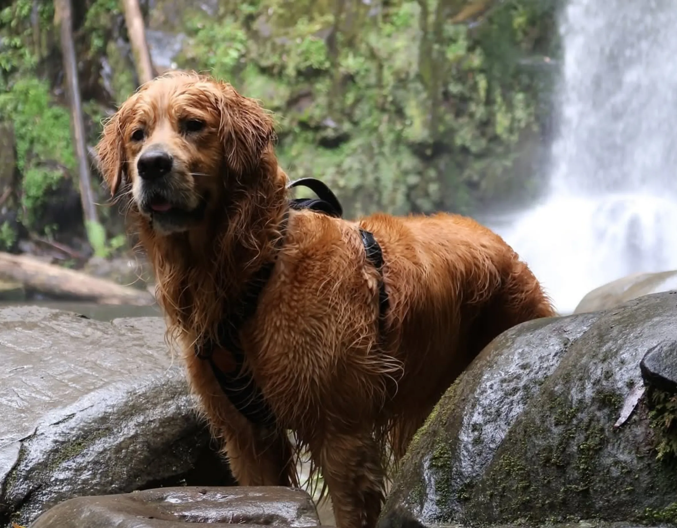 Are Dogs Allowed on the Larapinta Trail? Know the Rules