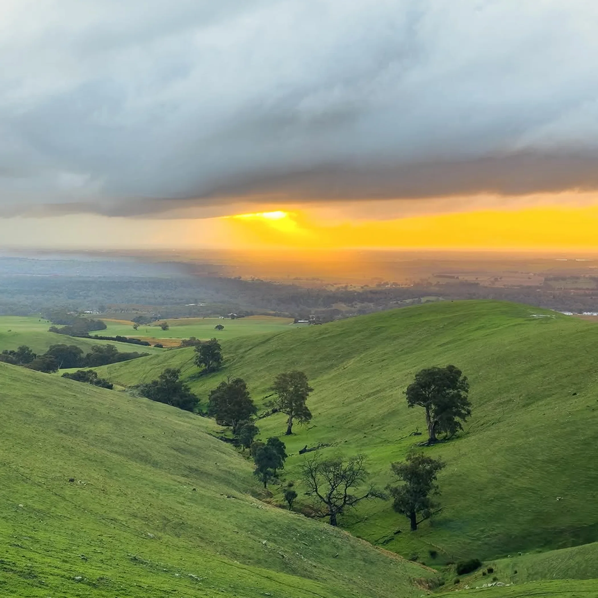 scenic australian vineyard landscape