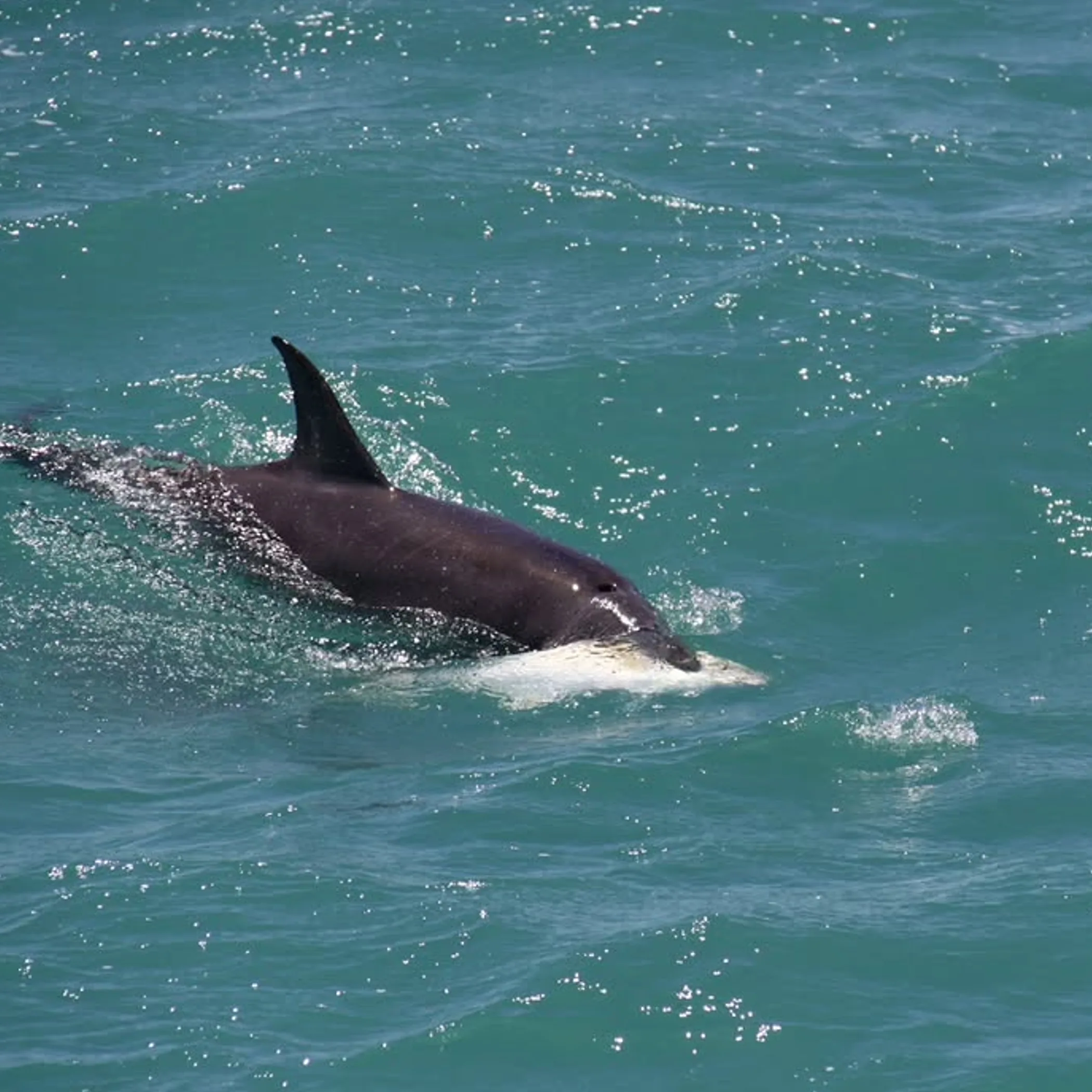 dolphin swimming underwater near coral