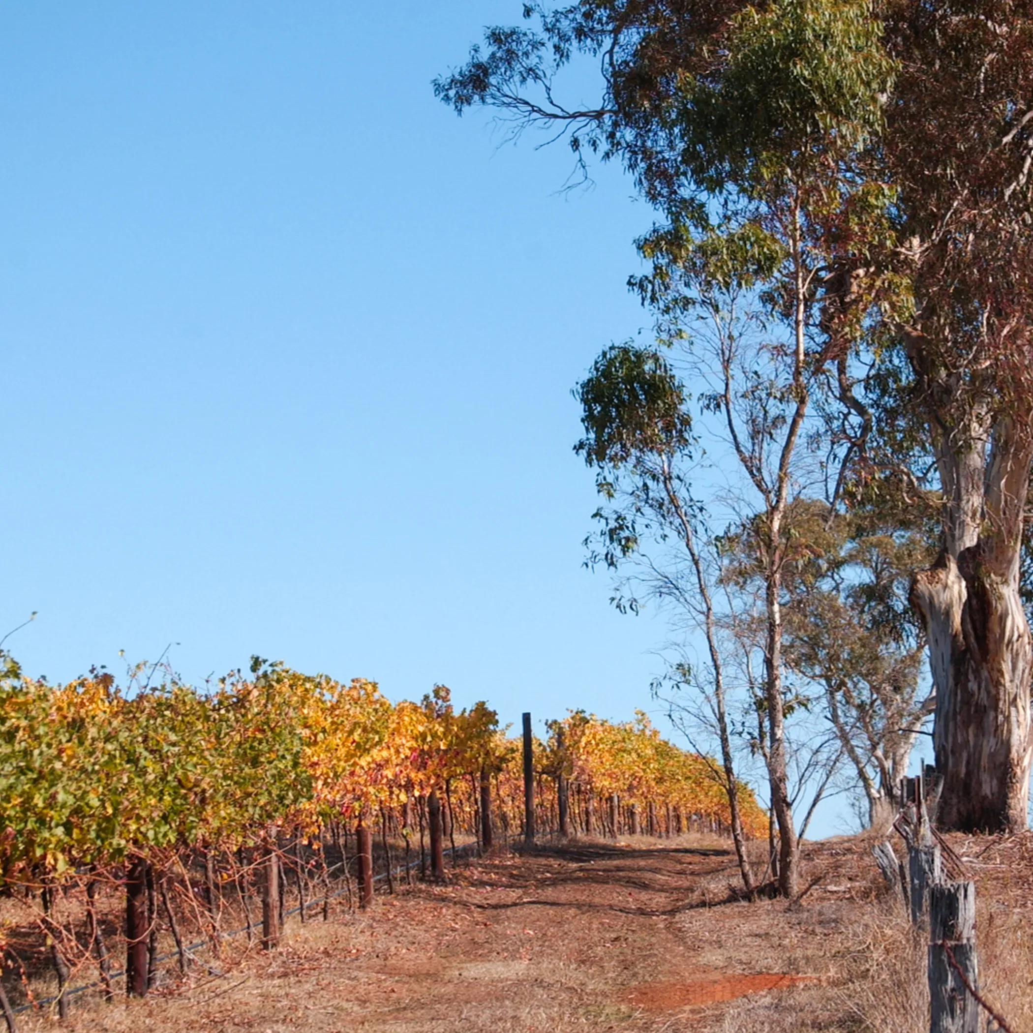 australian cabernet sauvignon vineyard rows