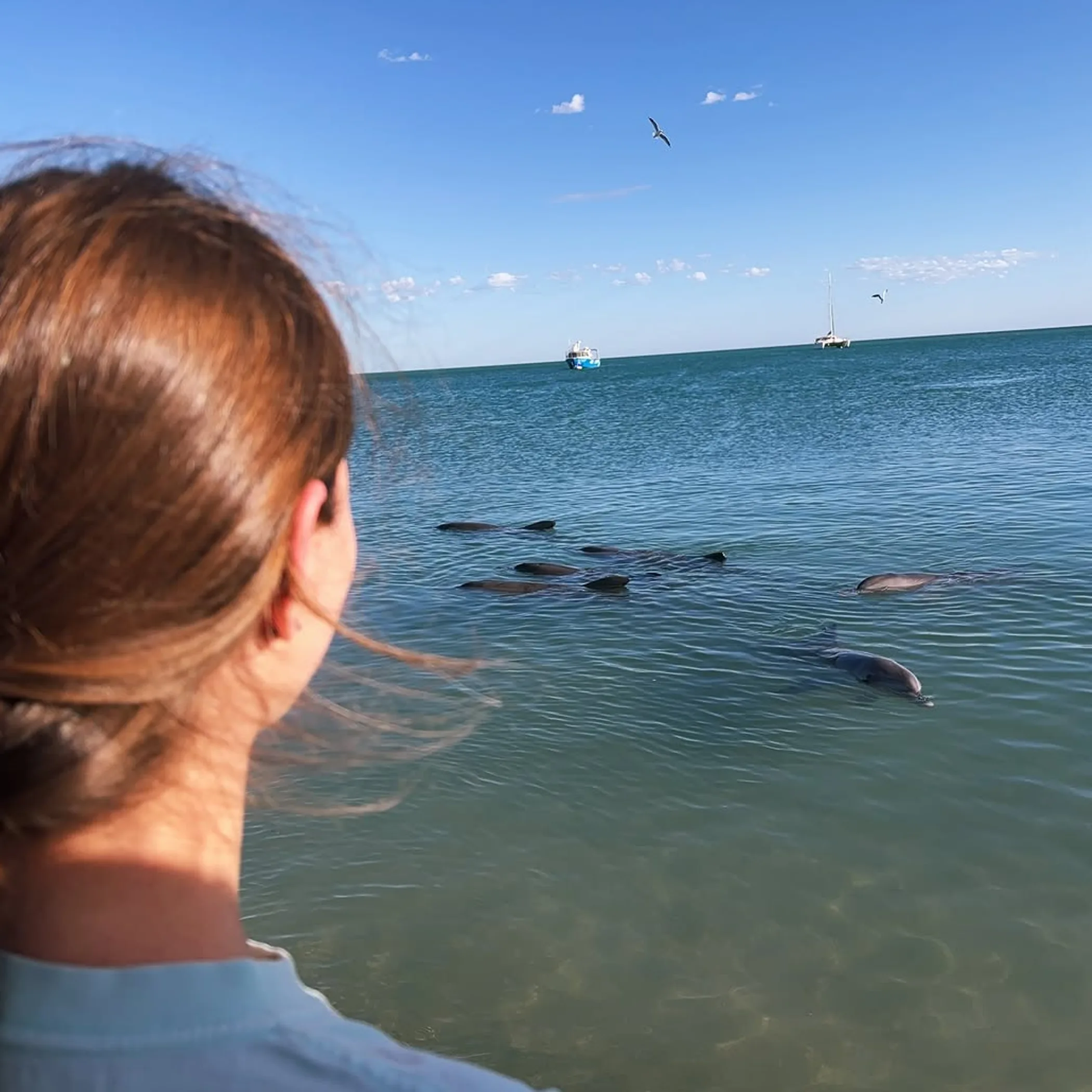 dolphins swimming near shore