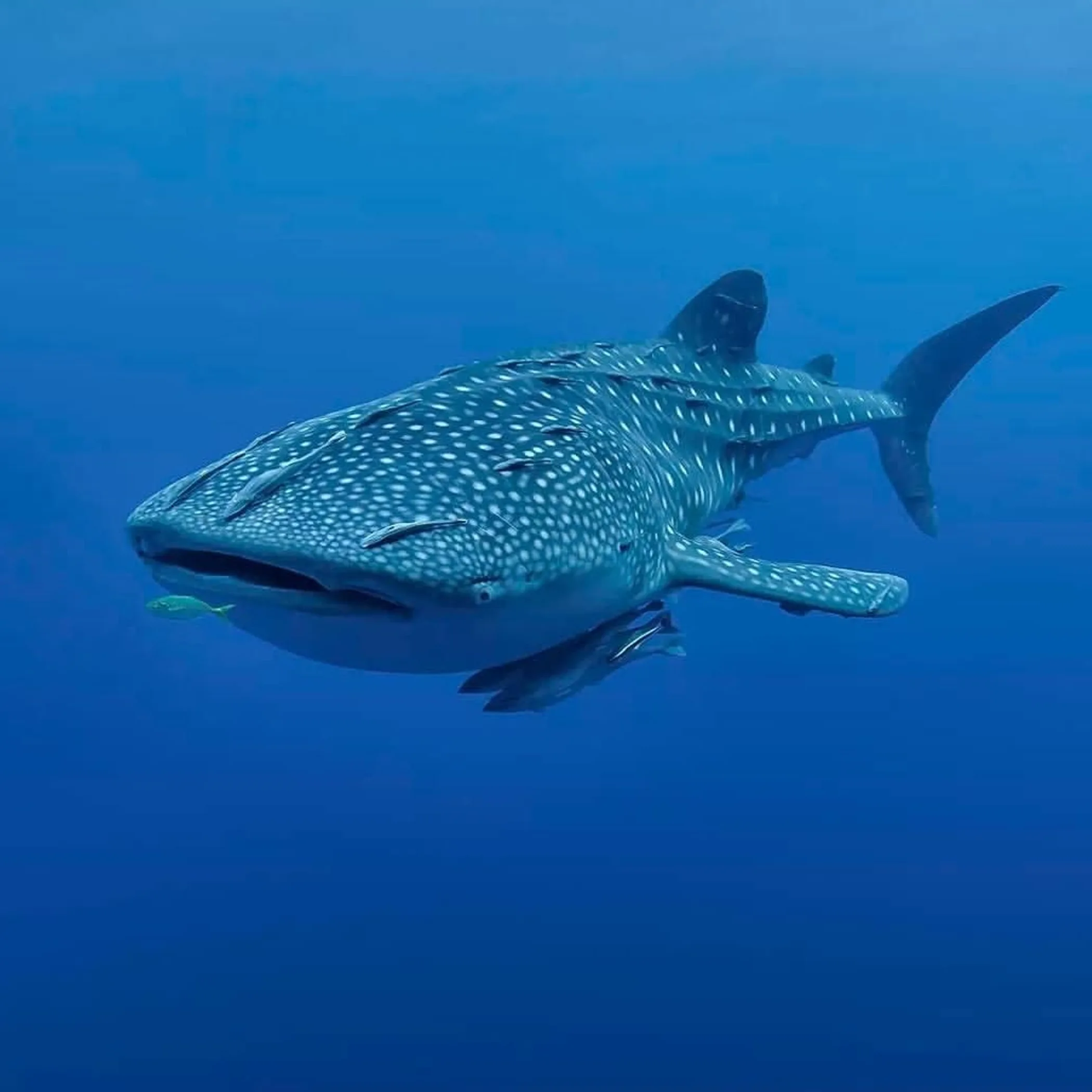 whale shark swimming underwater