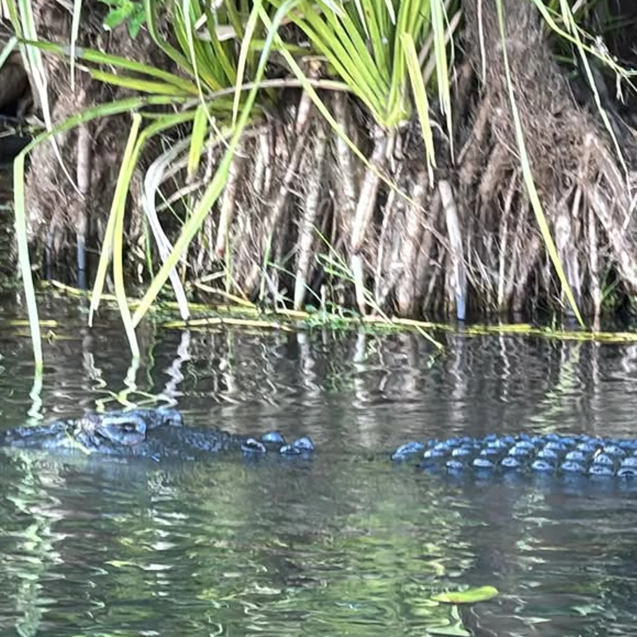 crocodile in natural wetland setting