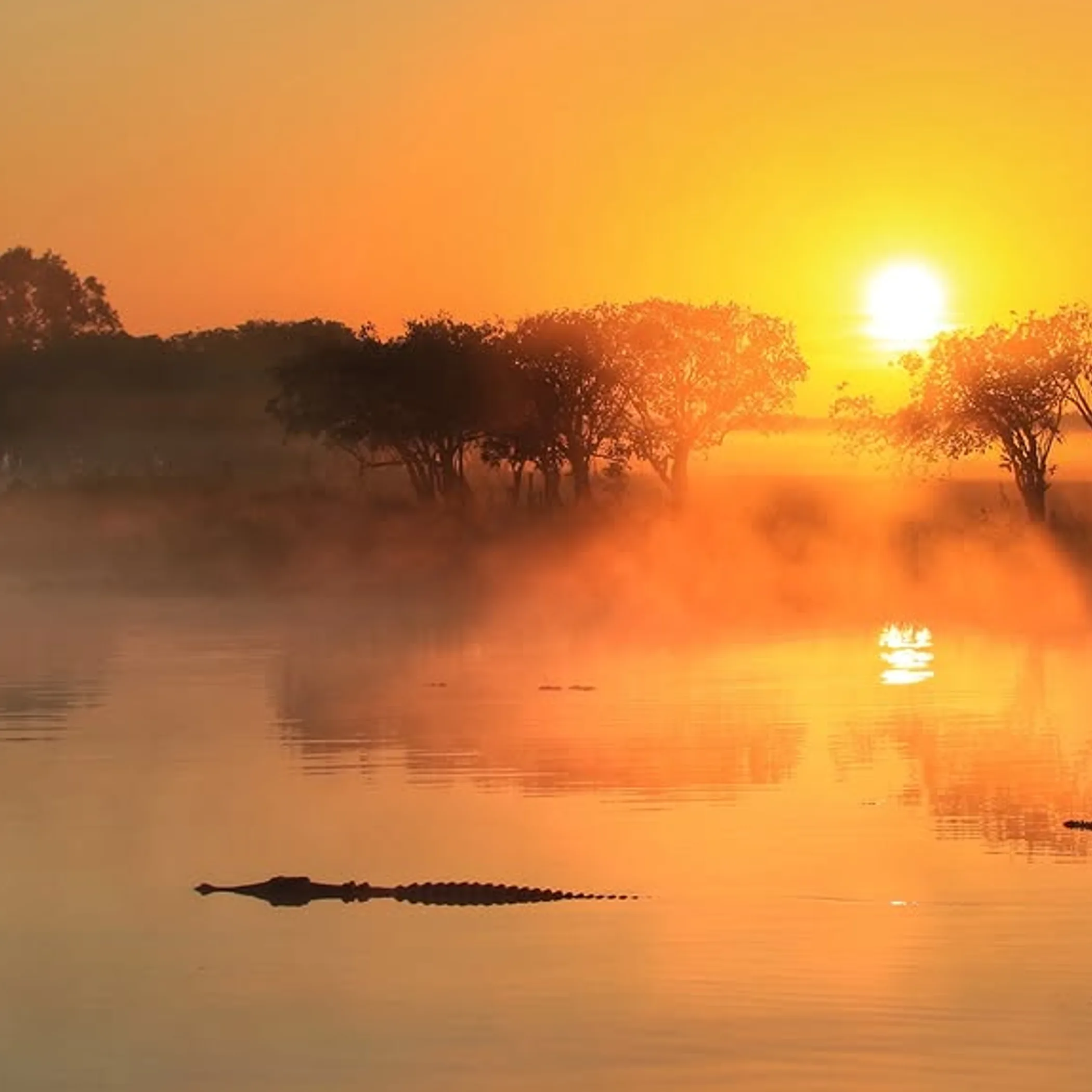 kakadu wetlands and crocodiles at sunrise