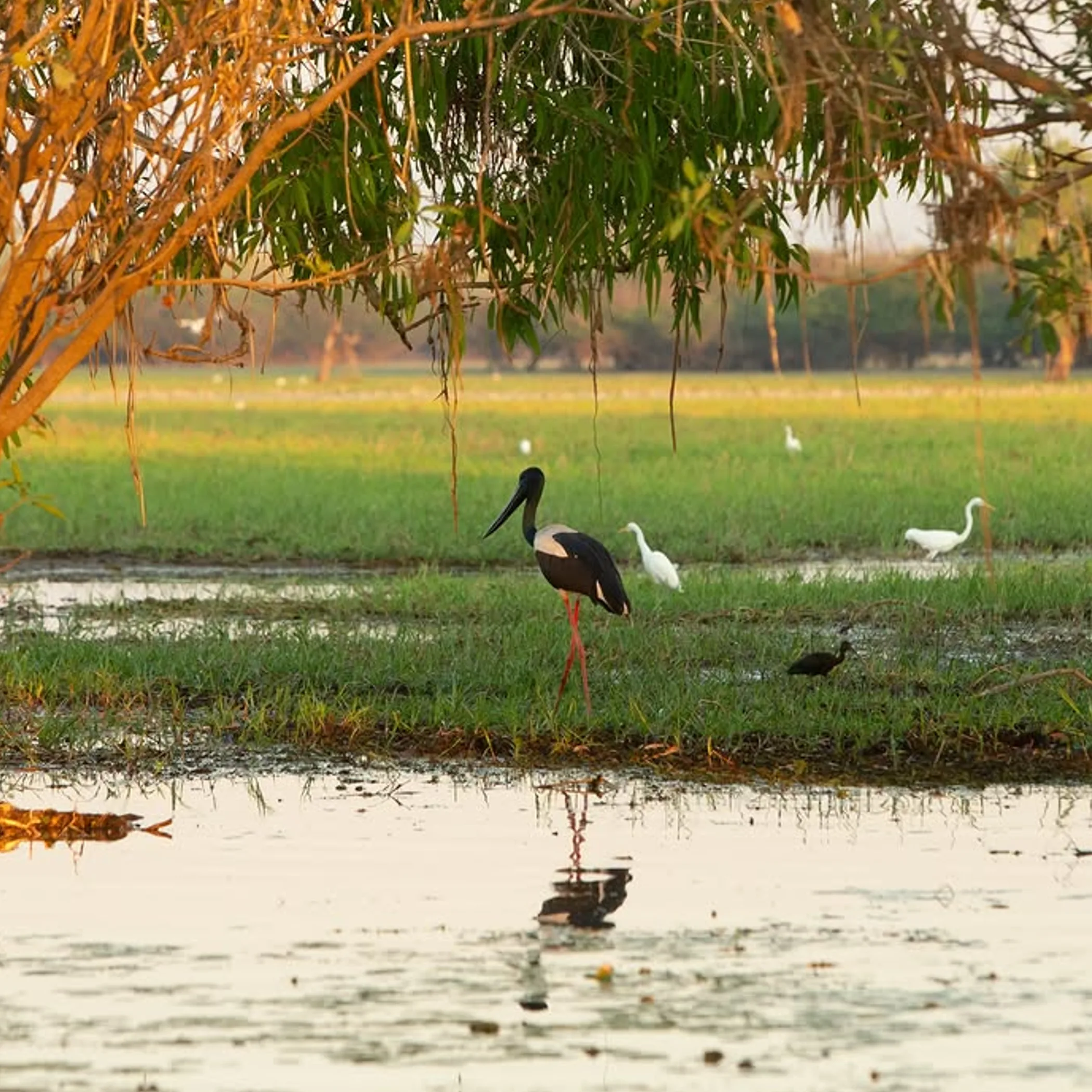 yellow water wetlands and birdlife