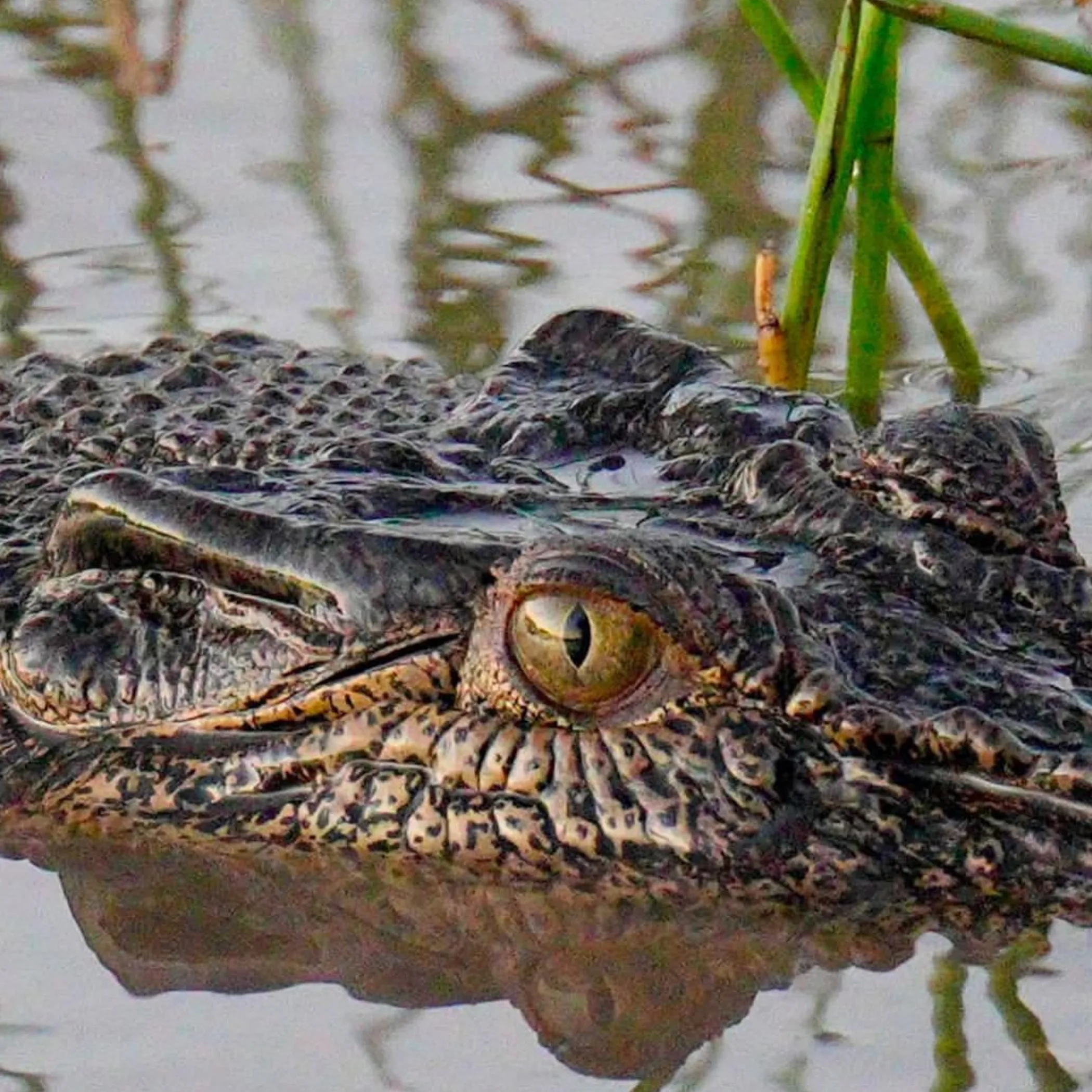 crocodile in wetland